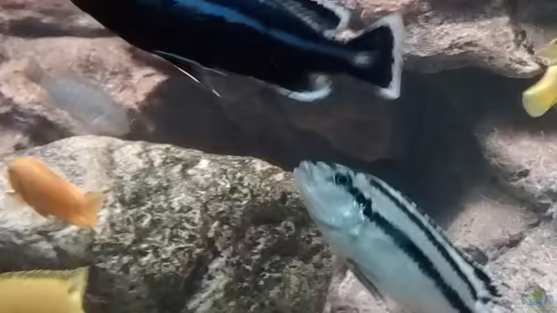 Melanochromis parallelus m + w von Tom (15)