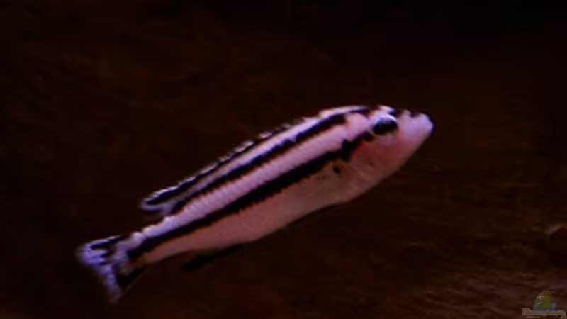 Melanochromis parallelus weibchen von Ronny Laumer (12)