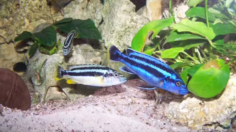 Melanochromis sp. northern blue makonde Männchen & Weibchen von Maik83 (26)