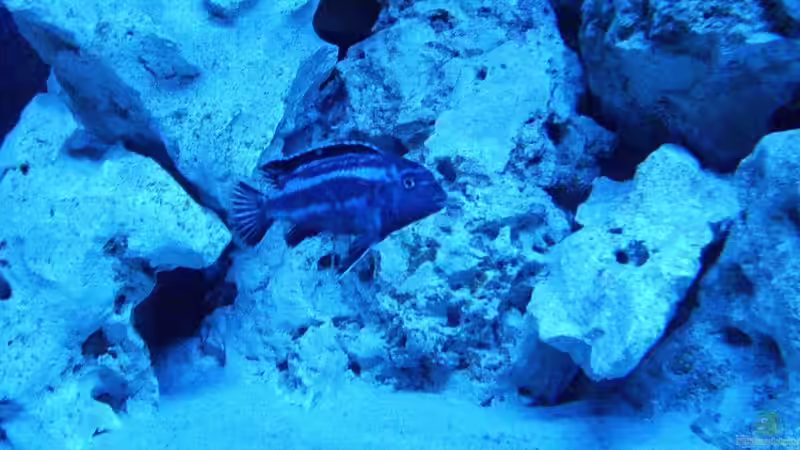 Melanochromus Johannii von PeterH (11)