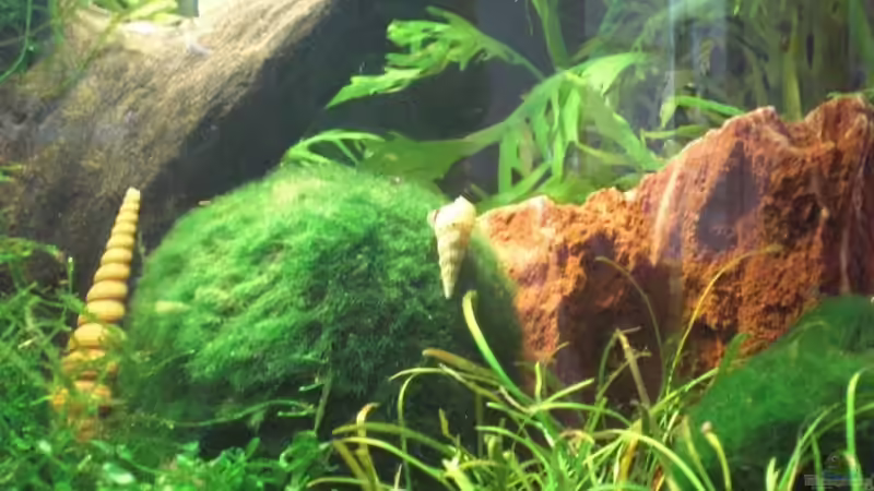 Melanoides tuberculata 1 von Malawi TOM (44)