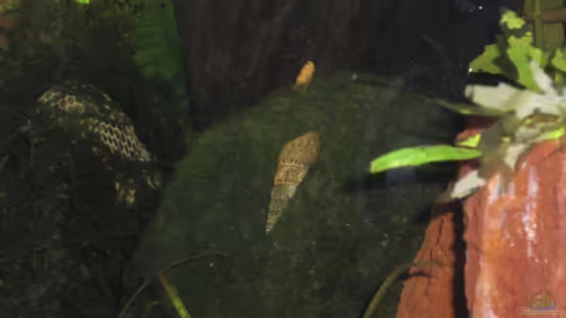 Melanoides tuberculata 2 von Malawi TOM (45)