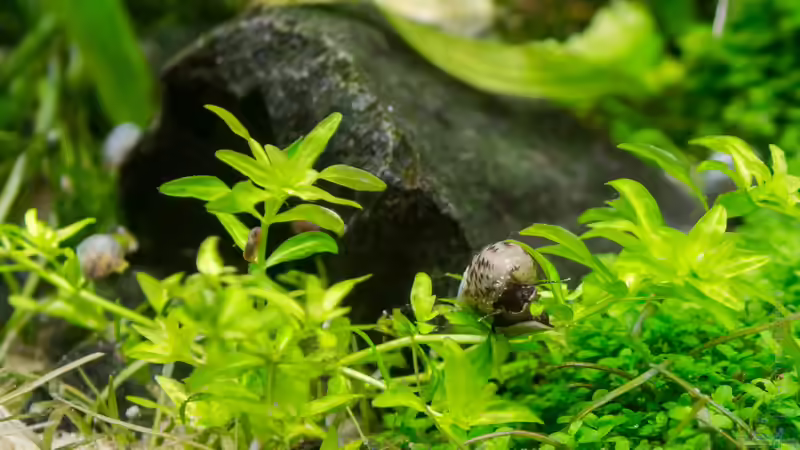 Melanoides tuberculata @ work von Betta Chris (164)