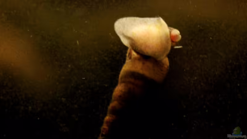 Melanoides tuberculata von lomarraco (107)