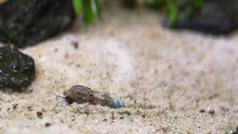 Aquarien mit Melanoides tuberculata (Malaiische Turmdeckelschnecke)