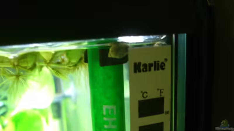 Melanoides tuberculatus ( Turmdeckelschnecke ) von Alexander Eckel (29)