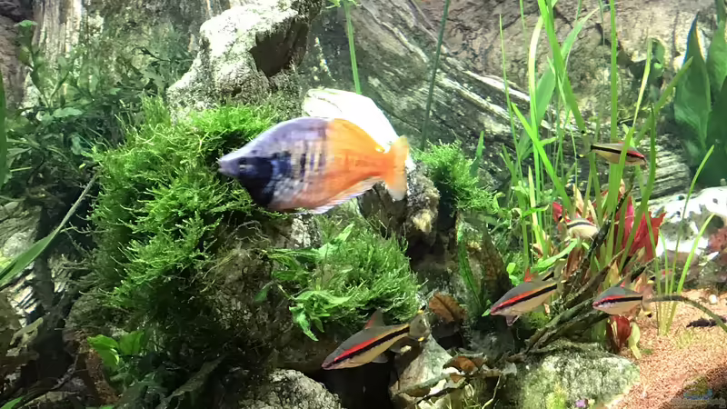 Melanotaenia boesemani  von Acero (53)