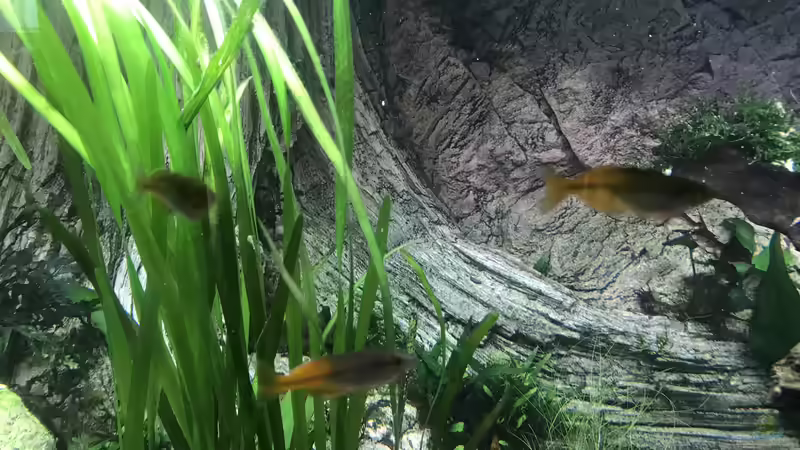 Aquarien mit Boeseman´s Regenbogenfisch (Melanotaenia boesemani)