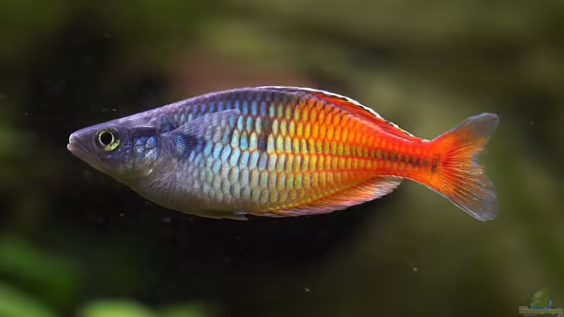 Aquarien mit Boeseman´s Regenbogenfisch (Melanotaenia boesemani)