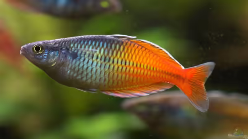 Aquarien mit Boeseman´s Regenbogenfisch (Melanotaenia boesemani)