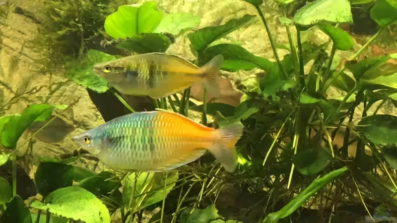 Melanotaenia bösemani rot von H.T. (20)