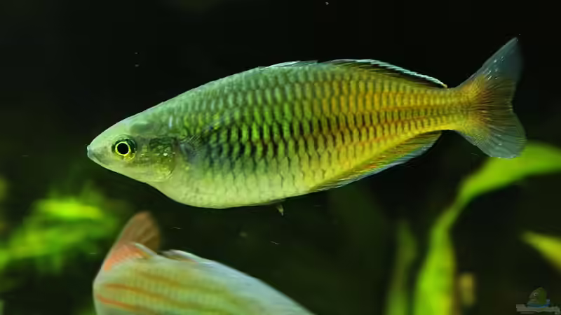 Melanotaenia boesemani von David B (36)