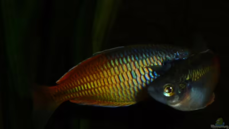 Melanotaenia boesemani von Rainbowfan (30)