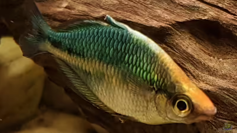 Melanotaenia Lacustris mit orangem balzstreifen.  von River Creator (27)