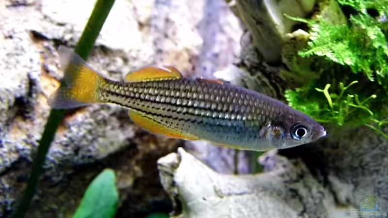 Aquarien mit Melanotaenia maccullochi (Zwergregenbogenfisch)