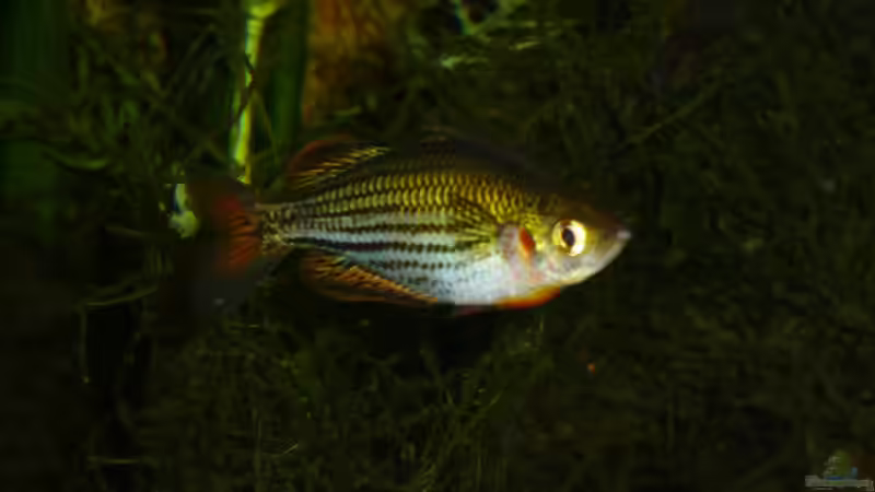 Melanotaenia macculochi 2 von Rainbowfan (37)