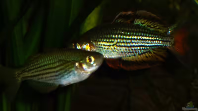 Melanotaenia macculochi von Rainbowfan (36)