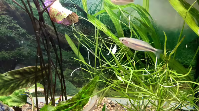 Melanotaenia mamahensis - leider musste ich erfahren, dass der Fluss aus dem diese Regenbogenfische stammen, mittlerweile zerstört wurde... von Helga Kury (9)