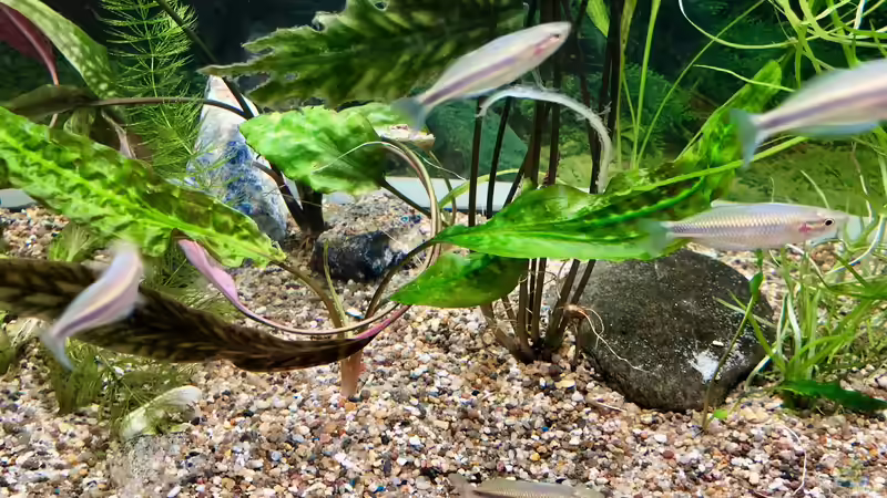 Melanotaenia mamahensis sind leider auch zu schnell, um ein anständiges Bild zu machen... von Helga Kury (5)