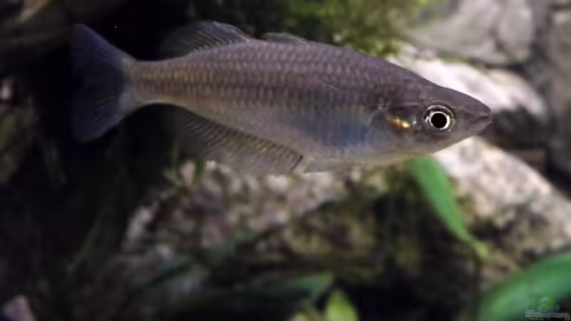 Melanotaenia parkinsoni - Weibchen von snooze (36)