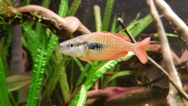 Melanotaenia Parva Männchen  von River Creator (29)