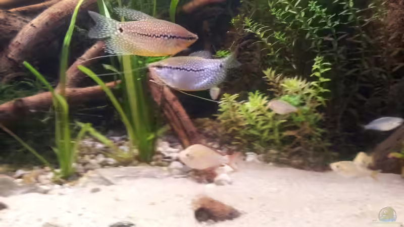 Einrichtungsbeispiele mit Zwerg-Neon-Regenbogenfischen (Melanotaenia praecox)