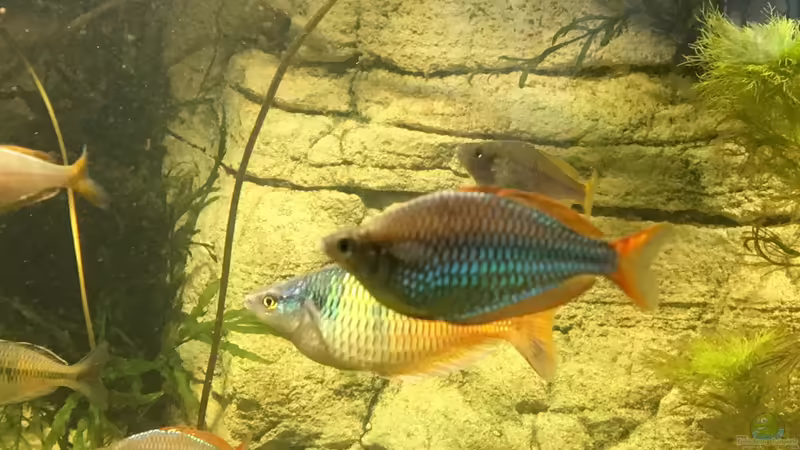 Melanotaenia praecox von H.T. (21)