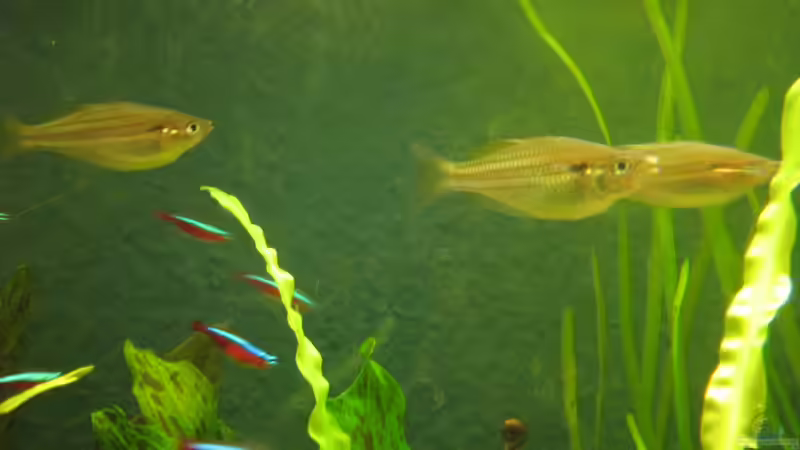 Melanotaenia sexlineata Kiunga leider schwer zu fotografieren von chrisi01 (10)