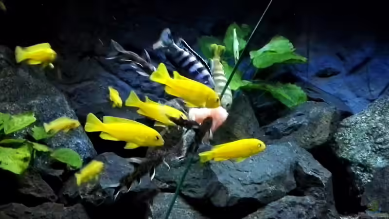 Melone von Guido Studtrucker (50)