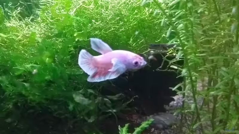 Merlin von Stephy (15)