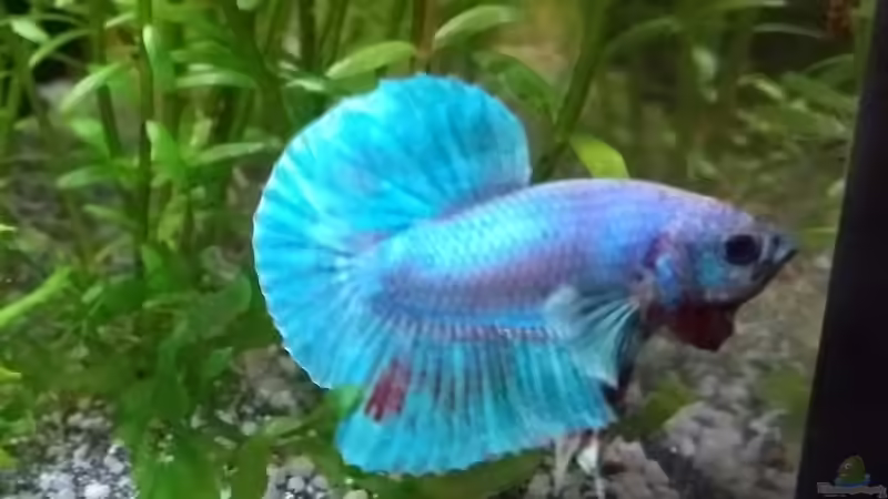 Merlin von Stephy (16)