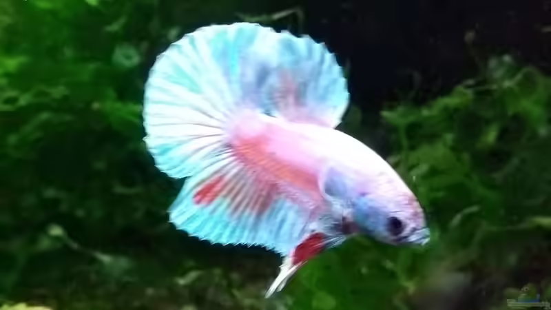 Merlin von Stephy (18)