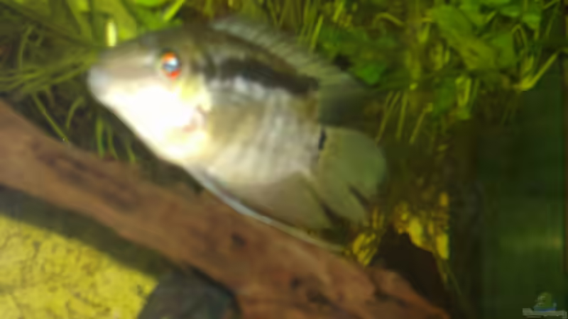 Mesonauta festiva von Rüdiger Schäbe (3)