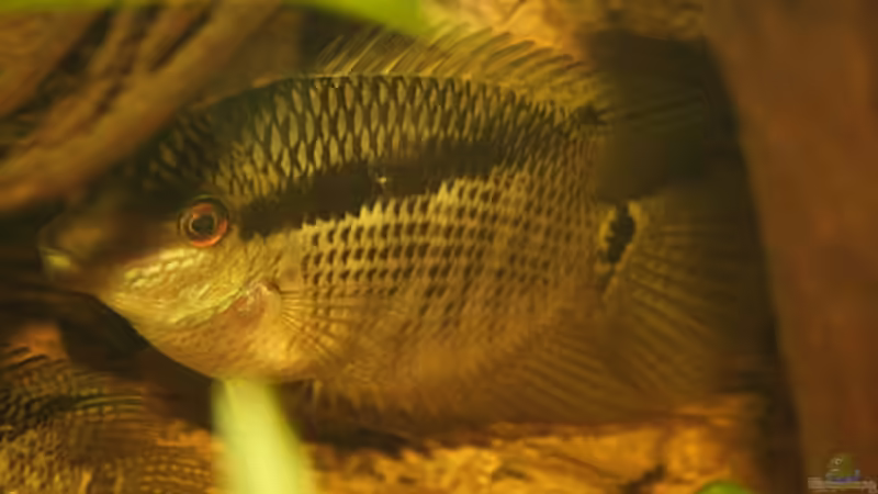 Aquarien mit Mesonauta (Flaggenbuntbarsch-Arten)