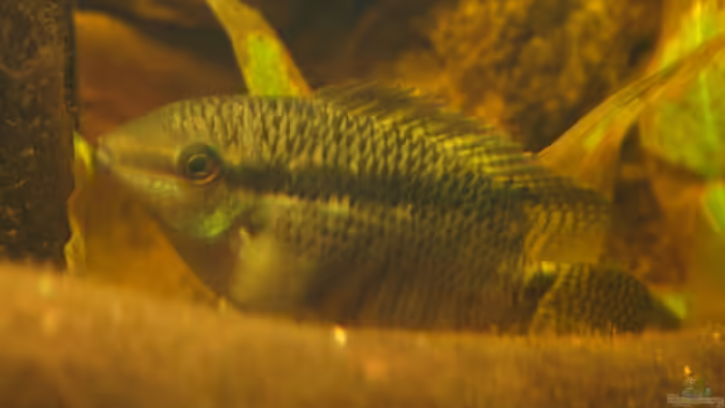 Mesonauta guyanea Weibchen von Didi (52)