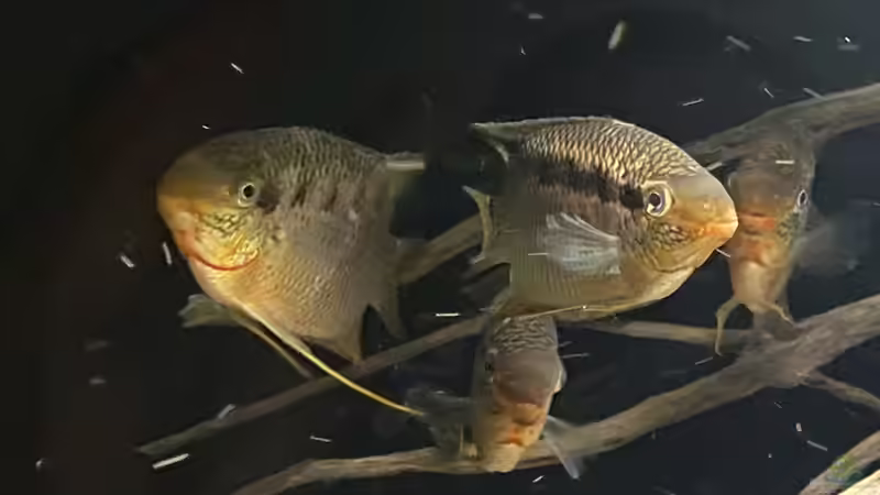 Aquarien mit Mesonauta (Flaggenbuntbarsch-Arten)