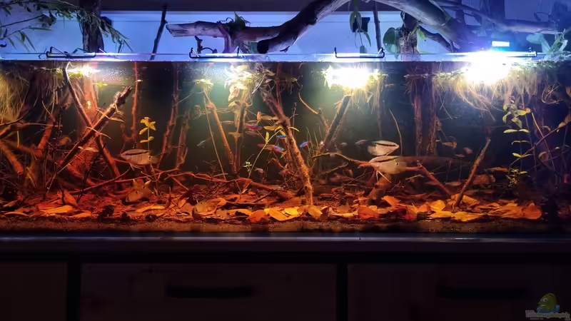 Mesonauta von Rainooo (49)