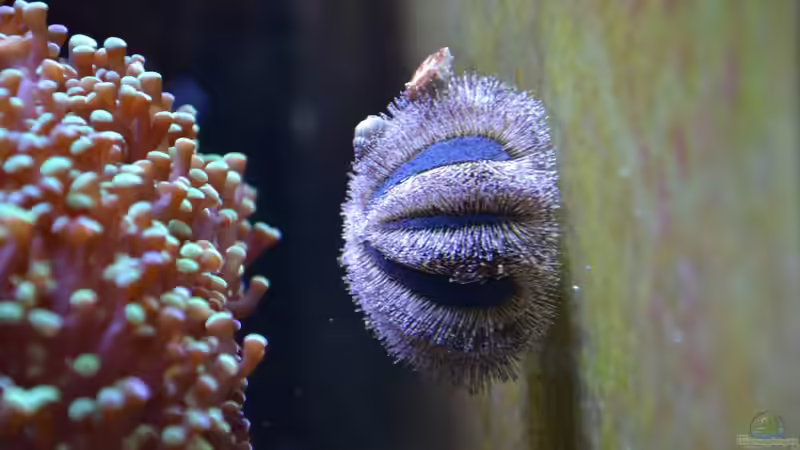 Mespilia globulus im Aquarium halten (Einrichtungsbeispiele für Kugel-Seeigel)