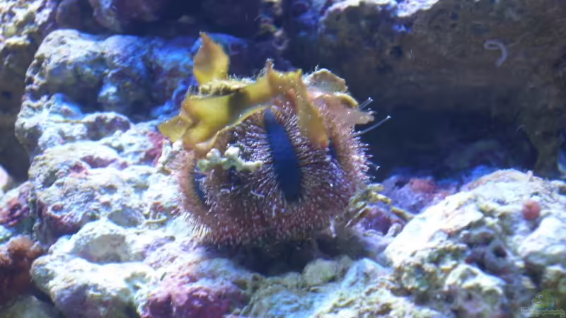 Mespilia globulus - Kugel-Seeigel von Dirk Schäfer (28)