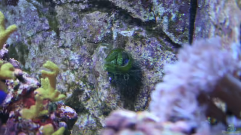 Mespilia globulus im Aquarium halten (Einrichtungsbeispiele für Kugel-Seeigel)