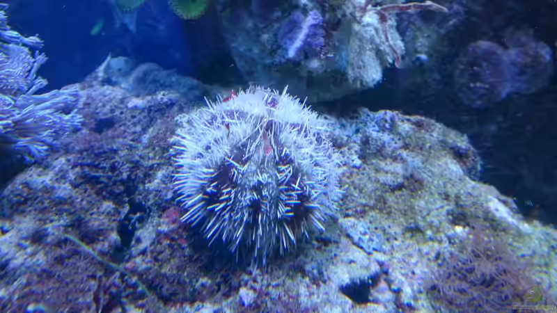 Echinoidea-Arten im Aquarium halten (Einrichtungsbeispiele mit Seeigeln)