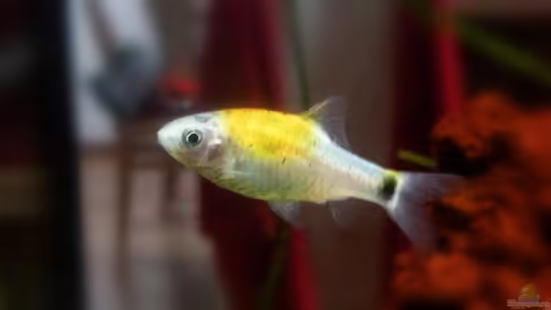 Messingbarbe Tri color von Alex Dihu (16)