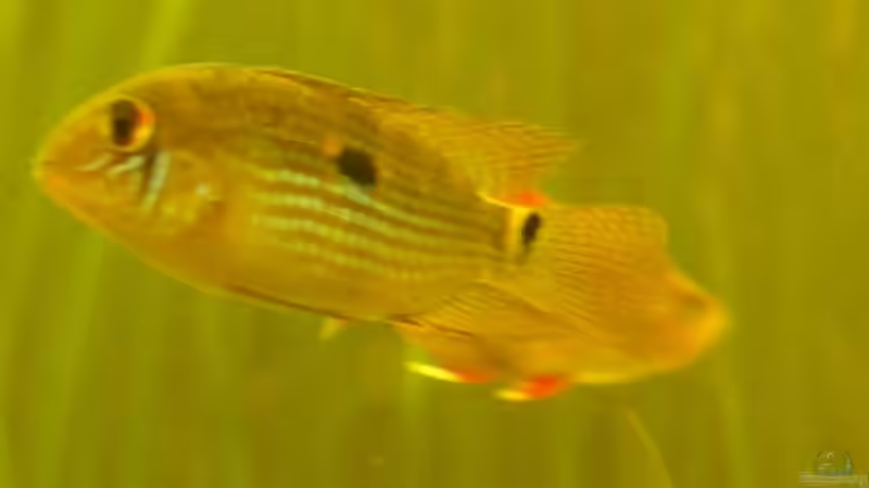 Metae Buntbarsch von Liane Stechert (8)