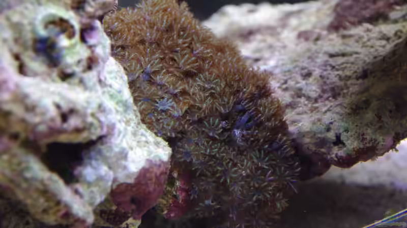 Metalcyonium verseveldti von Dominik N. (22)