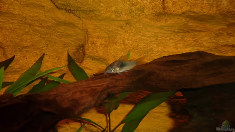 Metall Panzerwels von Helmut Stallhofer (13)