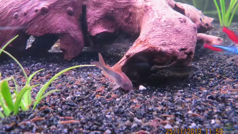 Metall-Panzerwels von janine wolf (17)