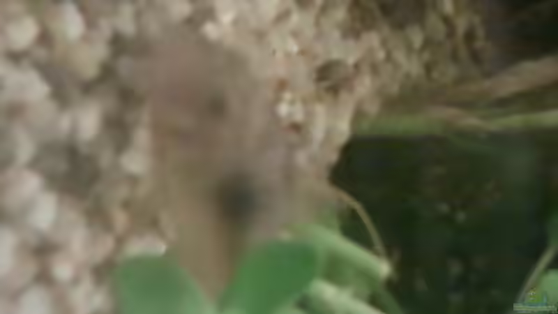 Metall Panzerwels von Reinhold Berk (20)