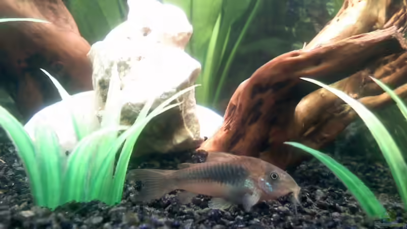 Metall Panzerwels von Steffi & Hans (16)