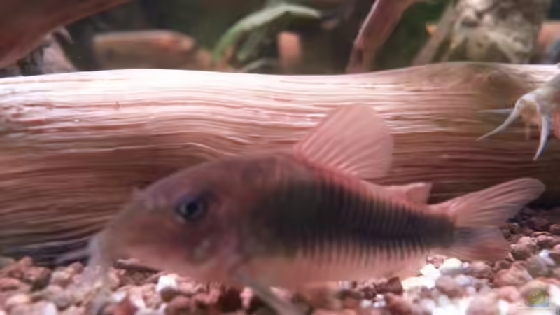 Metall Panzerwels von Zomic (22)