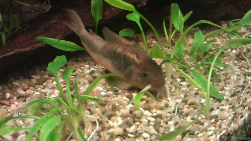 Metallpanzerwels	Corydoras aeneus von Cristian (21)